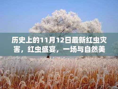 探寻心灵平静之旅,红虫盛宴与红虫灾害的不期而遇的历史记忆之旅