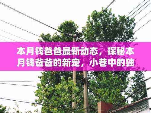本月钱爸爸的新宠揭秘,小巷独特风味小店探访动态