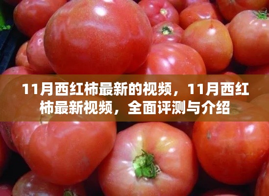 11月西红柿最新视频全面评测与介绍,不容错过的详细内容