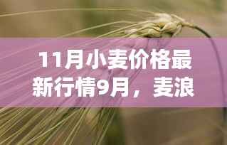 最新小麦行情,麦浪飘香下的温馨故事