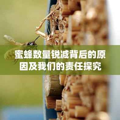蜜蜂数量锐减背后的原因及我们的责任探究