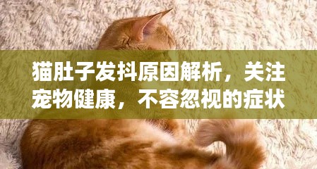 猫肚子发抖原因解析,关注宠物健康,不容忽视的症状!