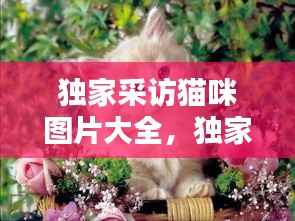 独家采访猫咪图片大全,独家采访和专访的区别