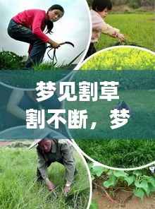 梦见割草割不断,梦见割草,草很茂盛