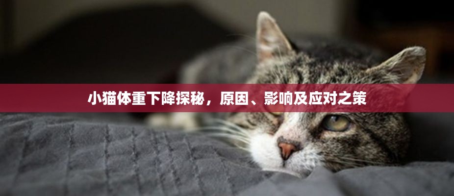 小猫体重下降探秘,原因、影响及应对之策