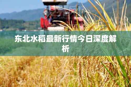 东北水稻最新行情今日深度解析