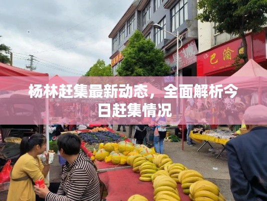 杨林赶集最新动态,全面解析今日赶集情况