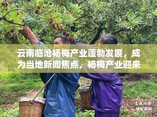 云南临沧杨梅产业蓬勃发展,成为当地新闻焦点,杨梅产业迎来喜讯