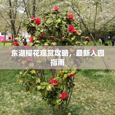 东湖樱花观赏攻略，最新入园指南